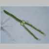 Leaf Cross 40er 01.jpg